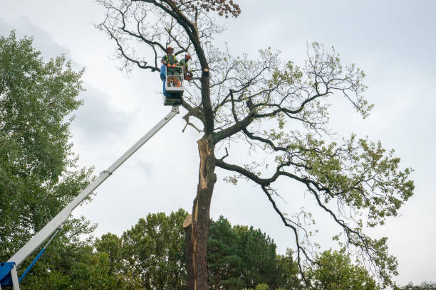 Best Tree Pruning Services  in Monticello, KY